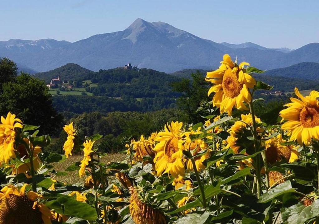 a field of sunflowers with a mountain in the background at Pyrénées Passions - Gîtes de Charmes &amp; Caractère in Estadens