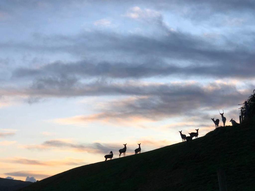 Hilltop Whakaipo Estate - Resim 21