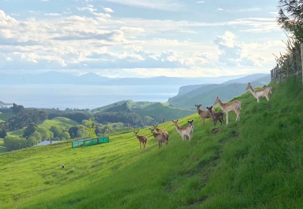 Hilltop Whakaipo Estate - Resim 12