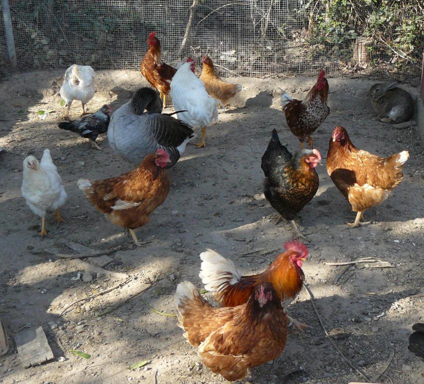 Állatok a kúriában vagy a közelben