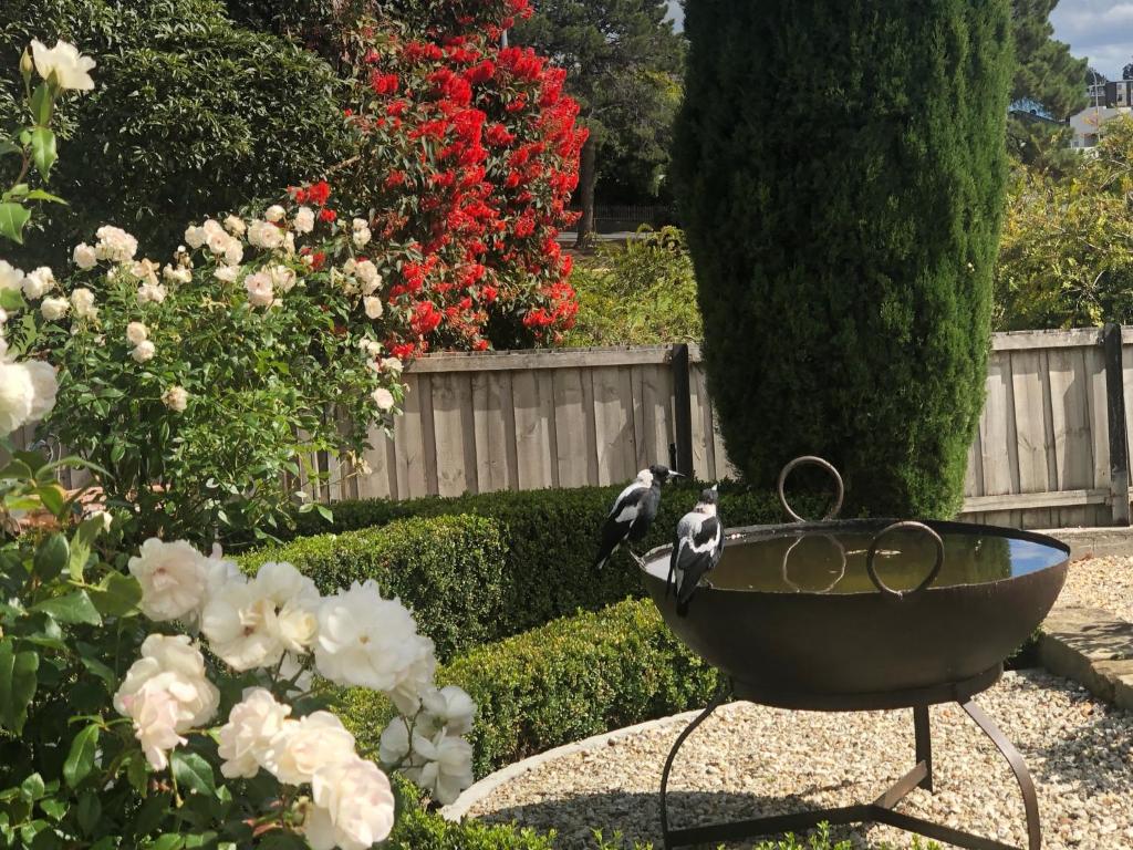 a bird sitting on a bird bath in a garden at The Rivulet in Hobart