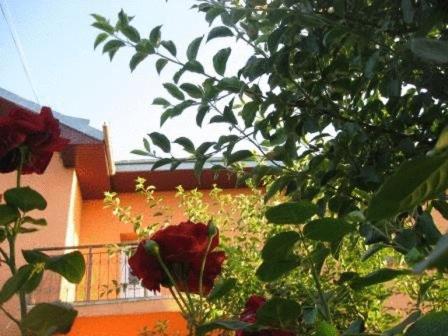 a rose bush with a building in the background at Lary Hostel in Suceava