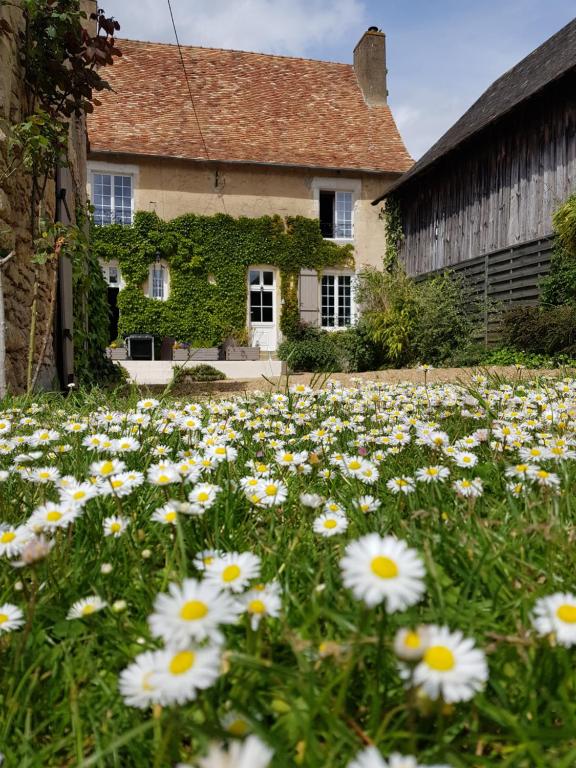 a field of daisies in front of a house at Val de Gée in Maigné