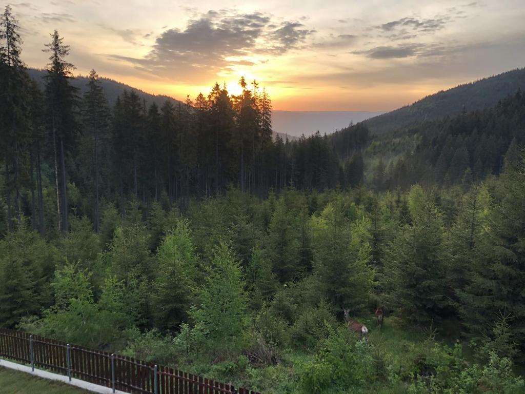 a forest of trees with the sun setting in the background at casaafina in Harghita-Băi