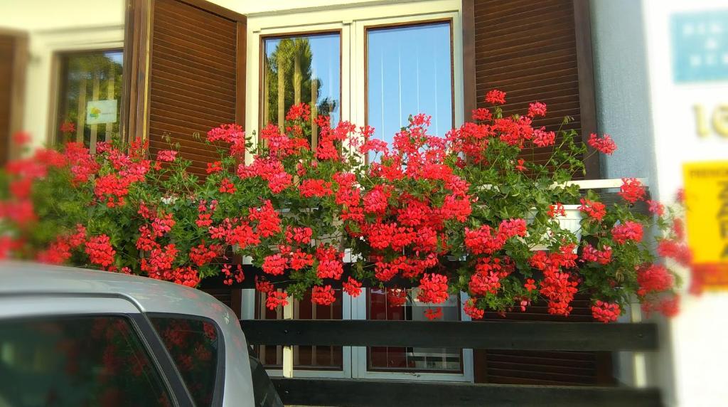 Zahrada ubytování Accommodation Zara