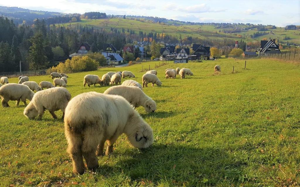 Zvieratá v priváte alebo blízkom okolí