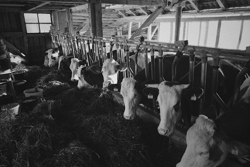 Loomad talumajutuse aladel või selle läheduses