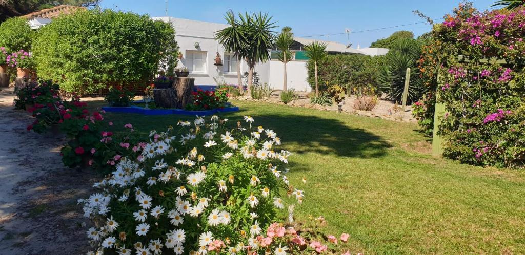 un jardin avec des fleurs roses et blanches et une maison dans l'établissement Finca Las Dunas con dos Chalets con jacuzzis en primera linea de playa uno de 4 dormitorios y otro de 2 dormitorios, à Rota