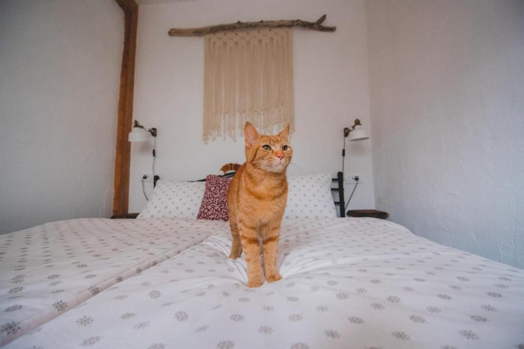 Domácí mazlíčci ubytovaní s hosty v ubytování Apartma Cici