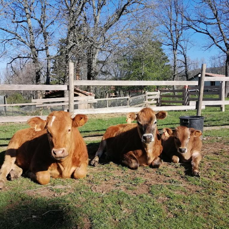 Animales en el agroturismo o alrededores
