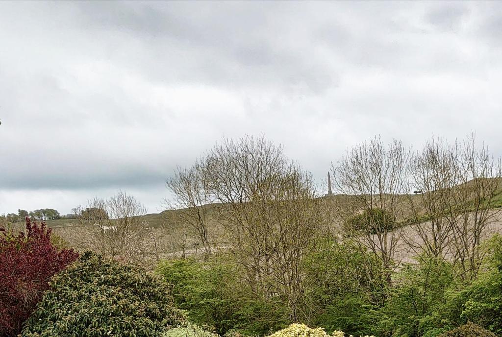 a group of trees and bushes in a field at Annexe in Cherhill, opposite Cherhill White Horse in Cherhill