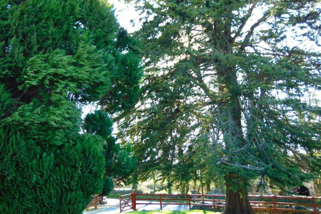 Zahrada ubytování Sporting Lodge Shanagolden