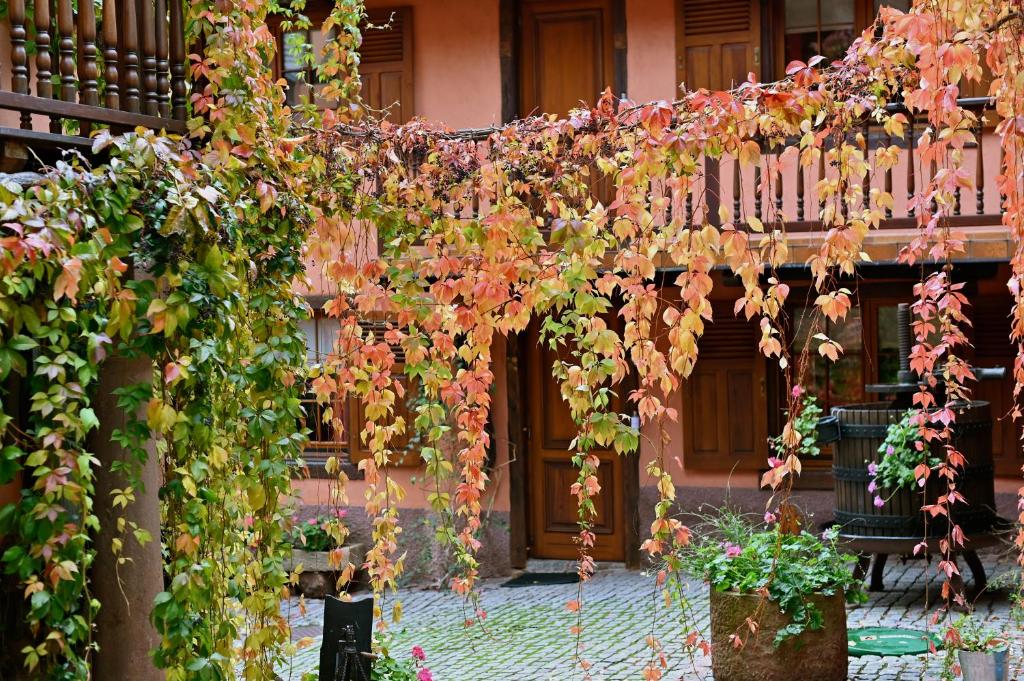 pergola pokryta liśćmi i kwiatami na budynku w obiekcie Hôtel de l'Ange w mieście Niedermorschwihr