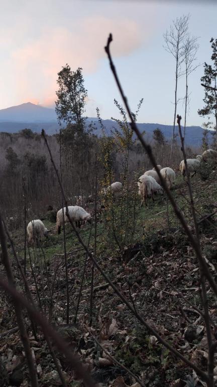 Zvieratá v horskej chate alebo blízkom okolí