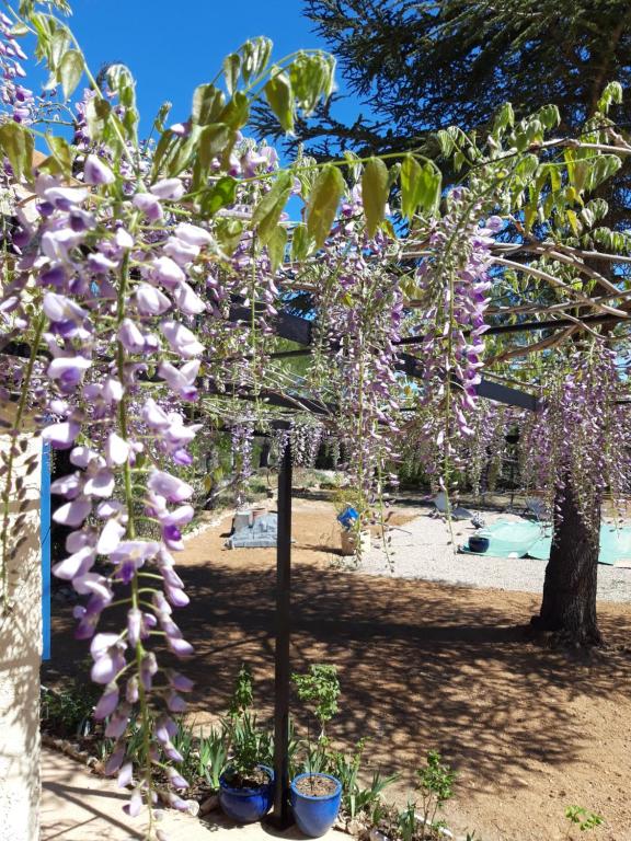 uma árvore com flores roxas num jardim em La Margottière chez isa et titi em Rians