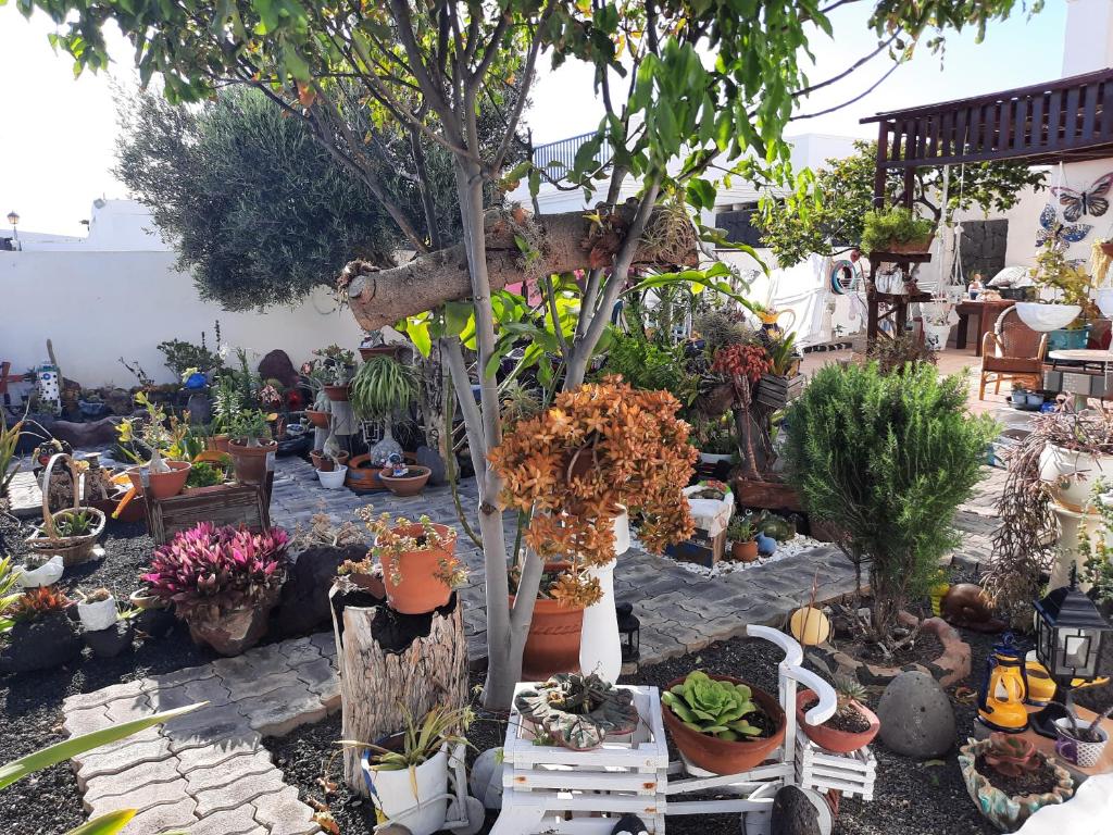 einen Garten mit vielen Topfpflanzen und Bäumen in der Unterkunft Apartamento tranquilo in Playa Blanca