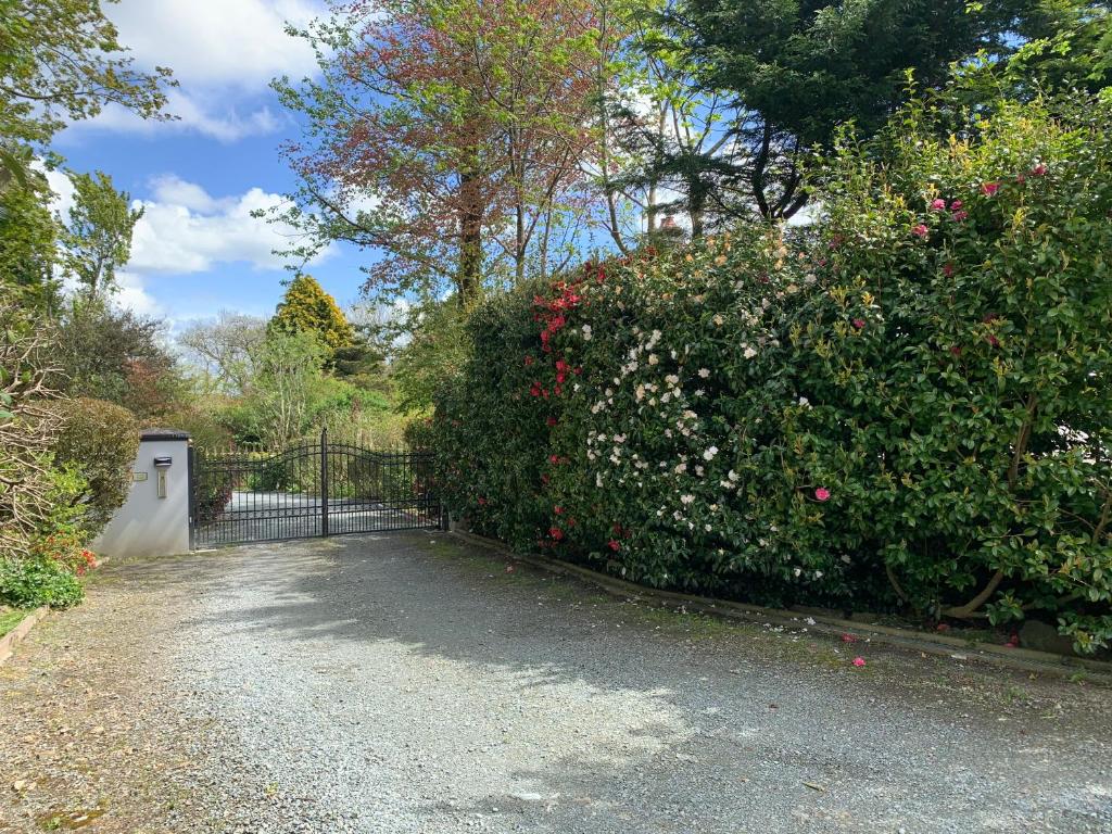 a gate to a garden with a hedge with flowers at Tree Tops in Haverfordwest