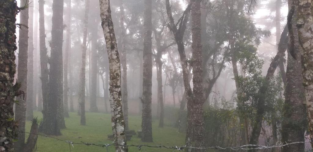  Bosque das Araucárias
