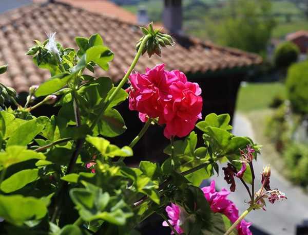 Zahrada ubytování Casa Rural La Tayuela