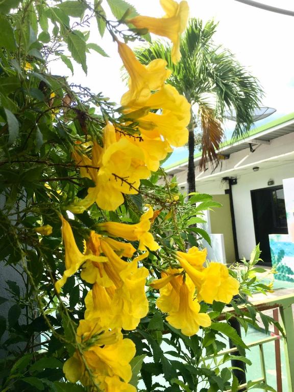 a bunch of yellow flowers on a tree at Rawai Whale Resort in Rawai Beach