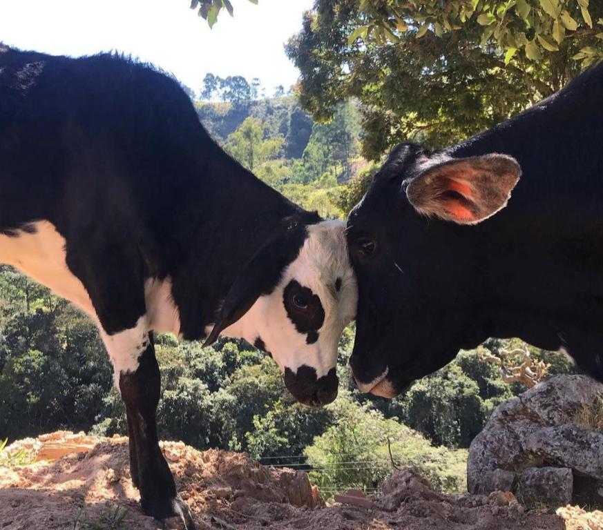  Recanto Vô Joao Camanducaia Monte Verde