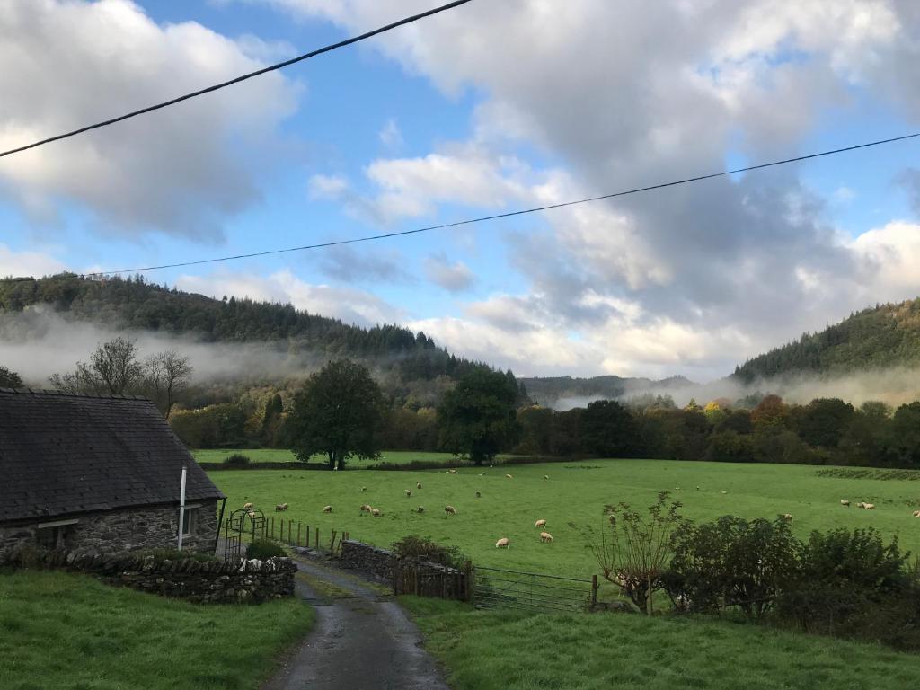 a field with a herd of sheep in a field at Tyddyn Bach Barn in Betws-y-coed