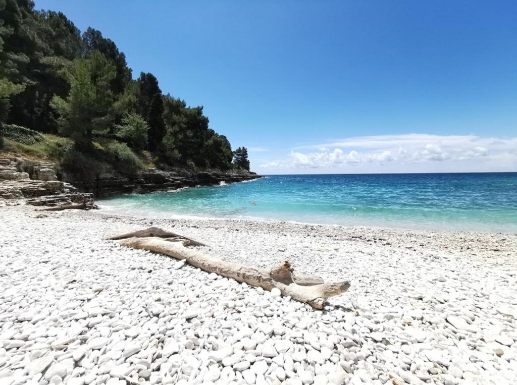 een boomstam liggend op een rotsachtig strand naast de oceaan bij Pearl Apartment Pula in Pula