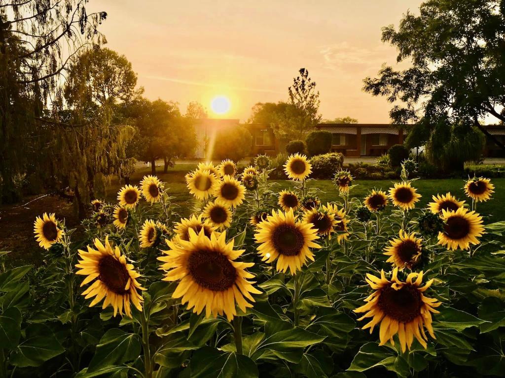 a field of sunflowers with the sunset in the background at Quirindi Sunflower Motor Inn in Quirindi