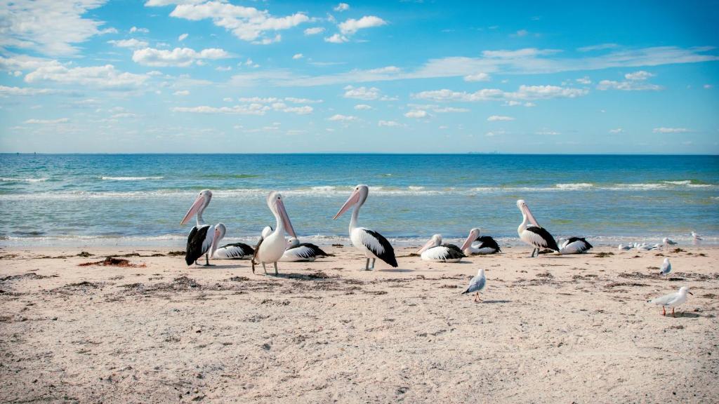 un grupo de pelícanos parados en la playa en Bellarine Bayside Portarlington, en Portarlington