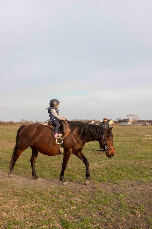 Állatok a vendégházban vagy a közelben