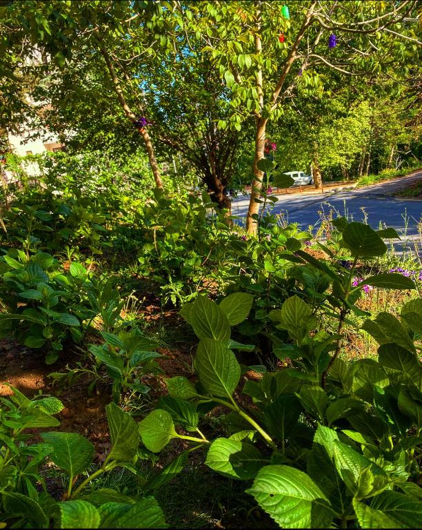 Zahrada ubytování Kapri Termal Hotel & Kaplica Yalova