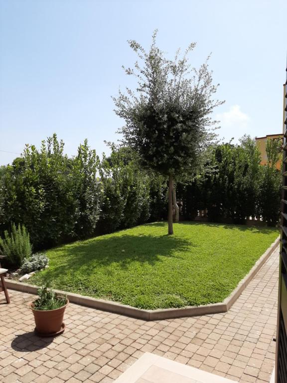 a tree sitting in the middle of a yard at Casa del Leccio in Pulsano