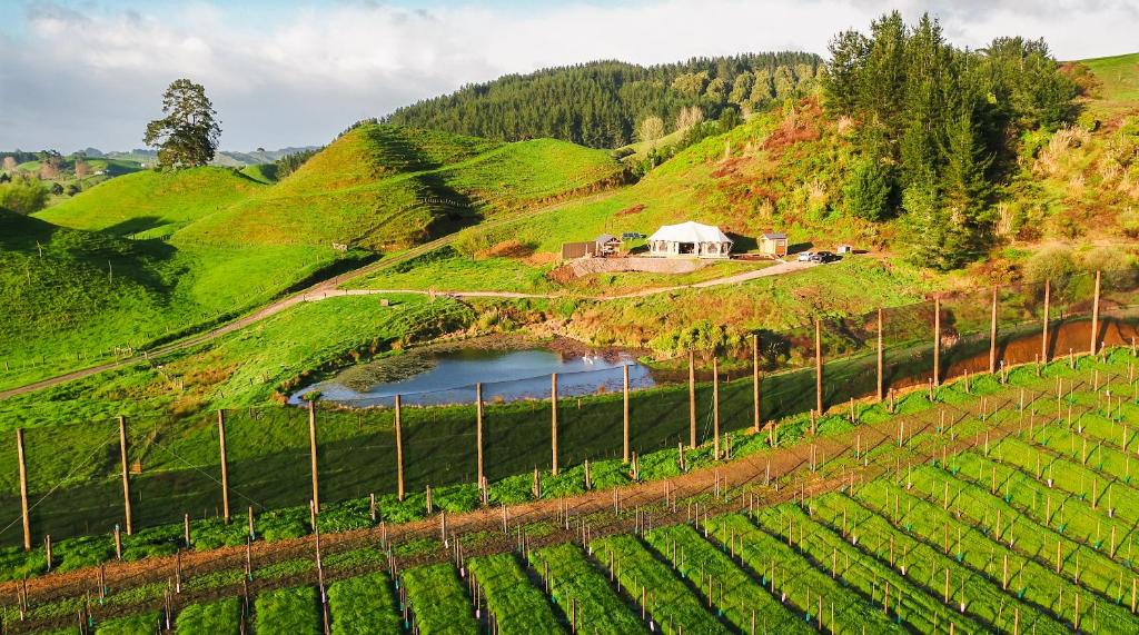 a vineyard on a hill with a house and a pond at Orchard Valley Glamping in Otorohanga
