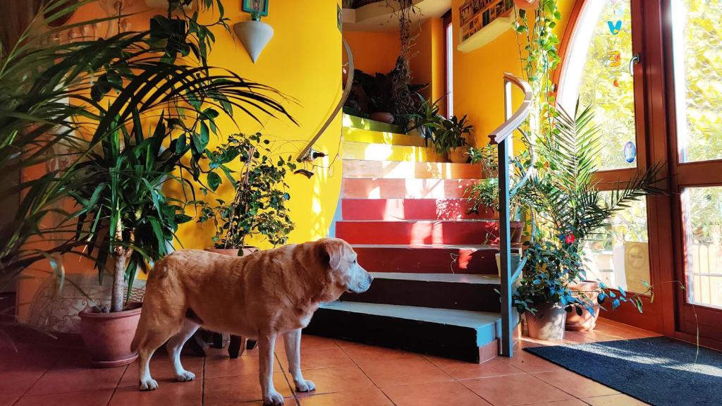 Fotografie z fotogalerie ubytování Shantee House v Budapešti