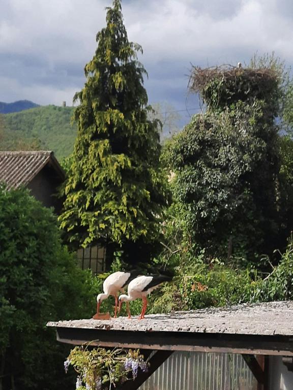Gîte Les Glycines 68230 TURCKHEIM – photo 13
