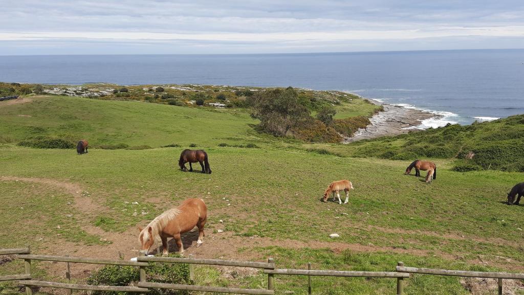 Animales en el hostal o pensión o alrededores