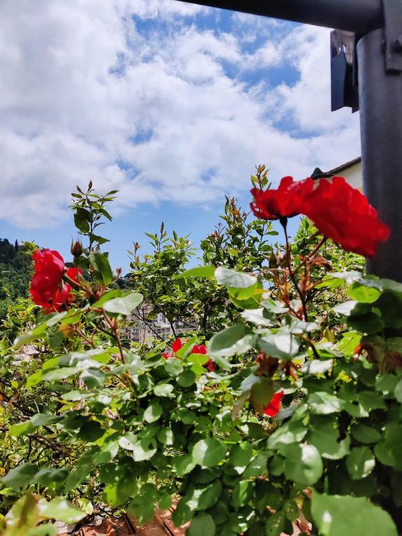 Zahrada ubytování Tra Sole & Mare