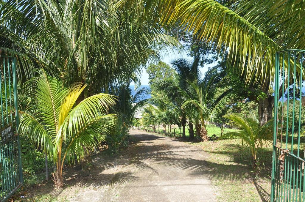 a dirt road with palm trees and a fence at Plantation House in Tanetane