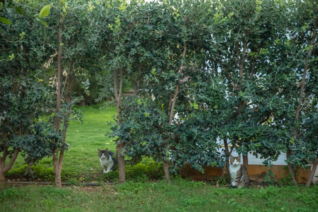 two cats sitting in the grass under trees at Arsinoi Studios and Apartments in Kalamaki