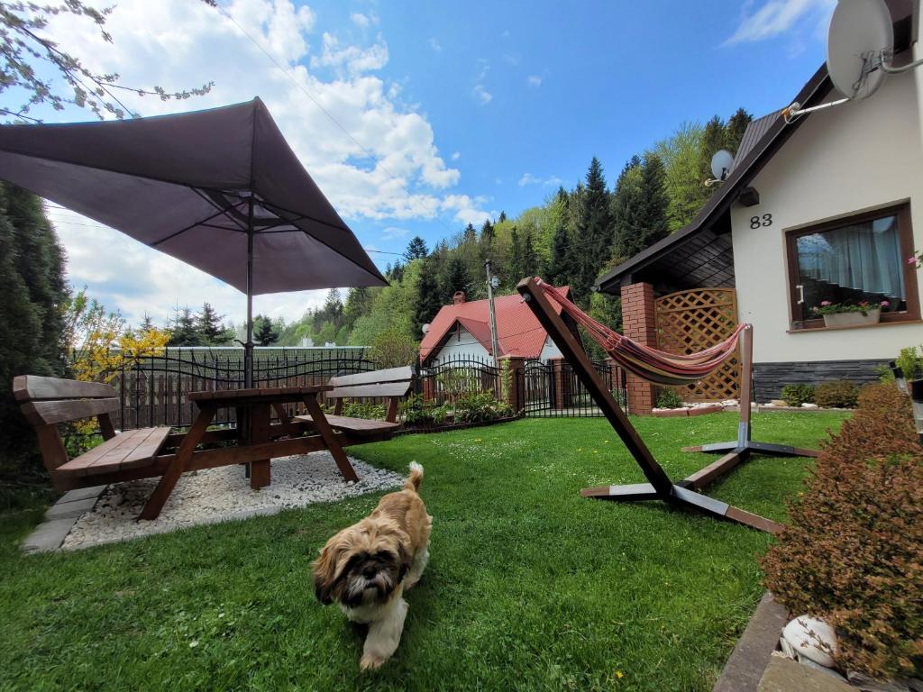 a dog sitting in the grass next to a picnic table and an umbrella at Apartament pod Lubaniem in Grywałd