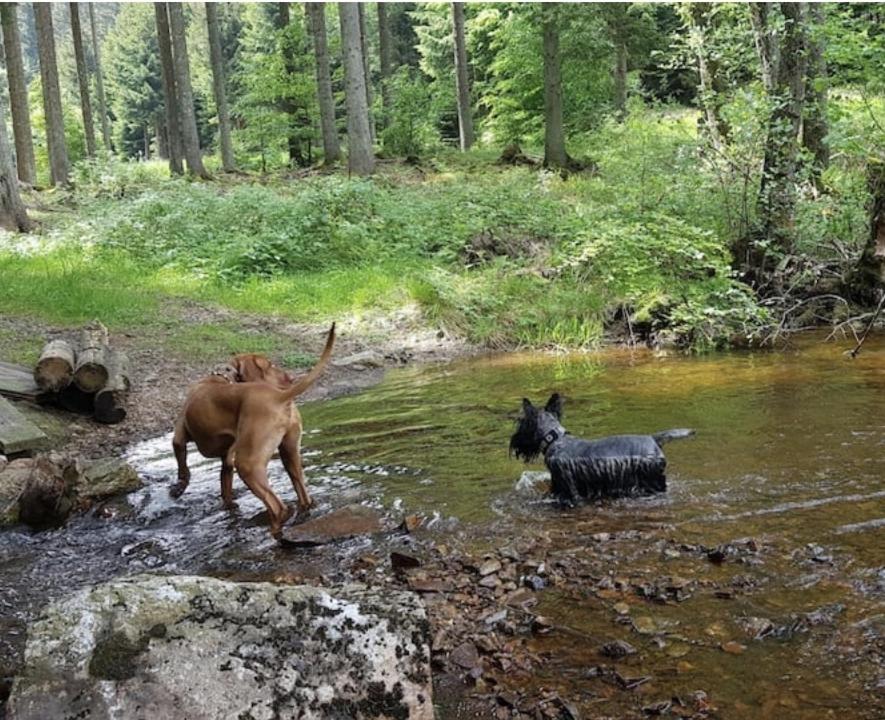 dos perros jugando en un arroyo en el bosque en Nationalpark Ferienhaus SOPHIA-LUISA, en Börfink