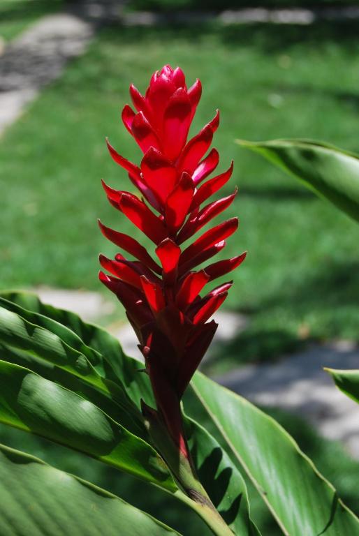  JARDIM DA PRAIA Pousada