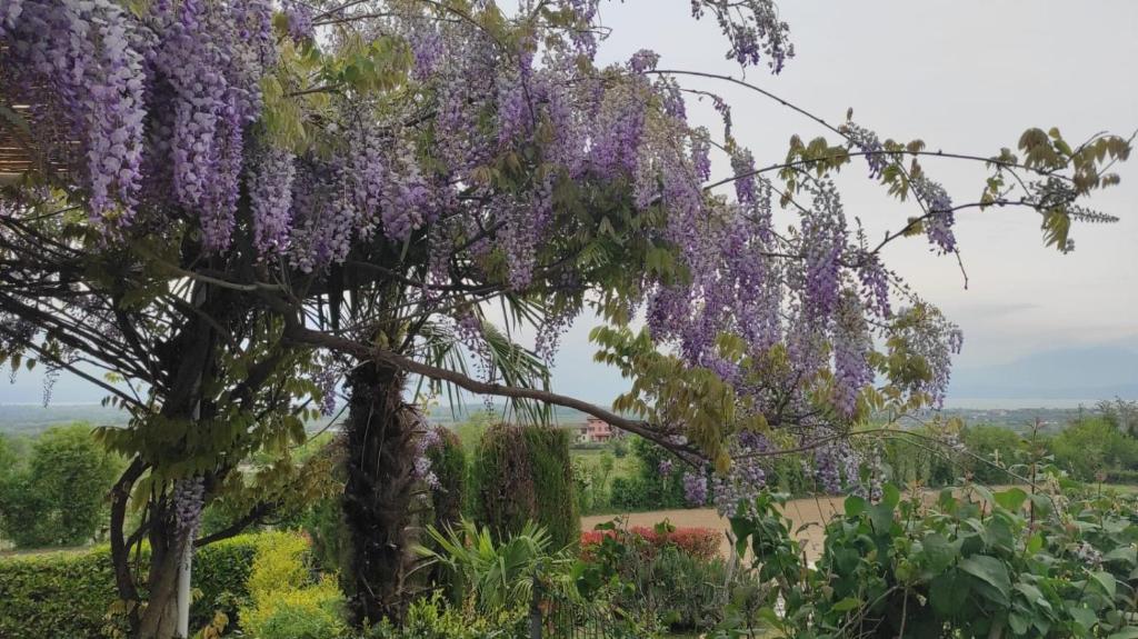 una corona di fiori viola appesa ad un albero di Casa Rosanna a Peschiera del Garda