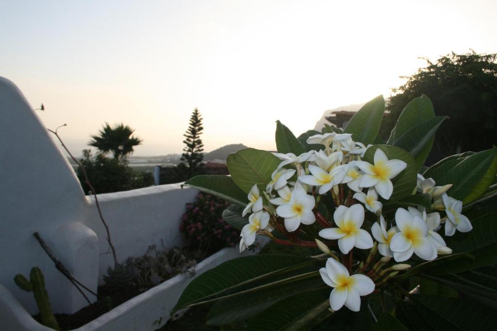 a bunch of white flowers in a garden at Finca-Las Mariposas 2 in Las Canteras