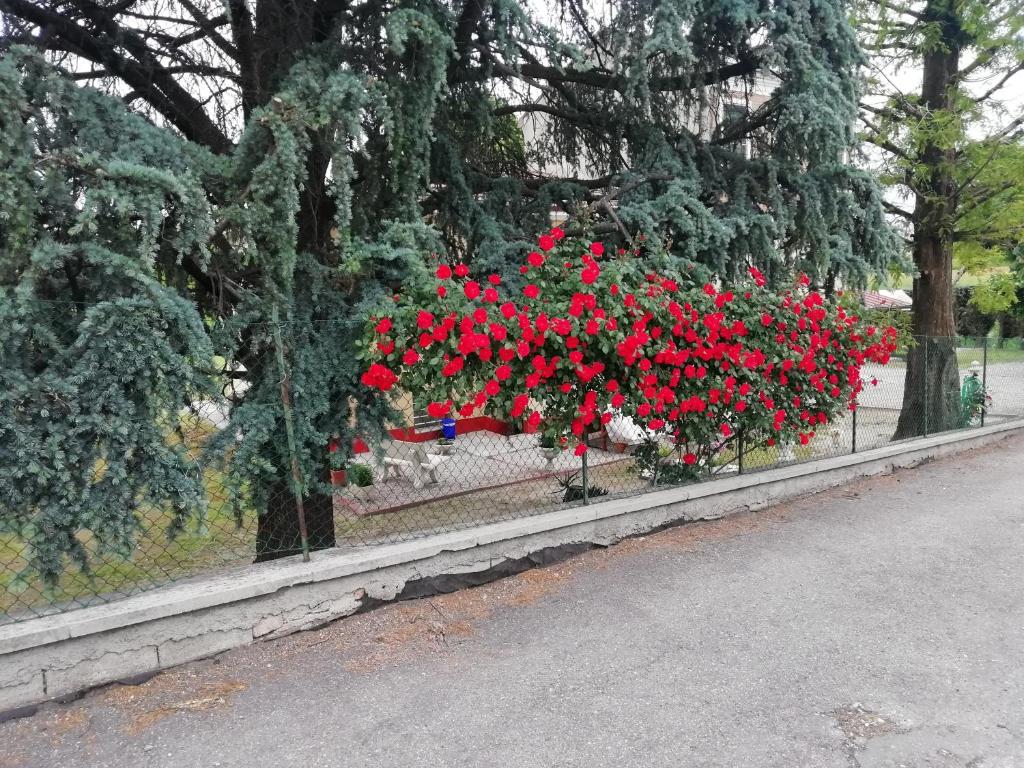 Ogród w obiekcie Villa Lilli 3