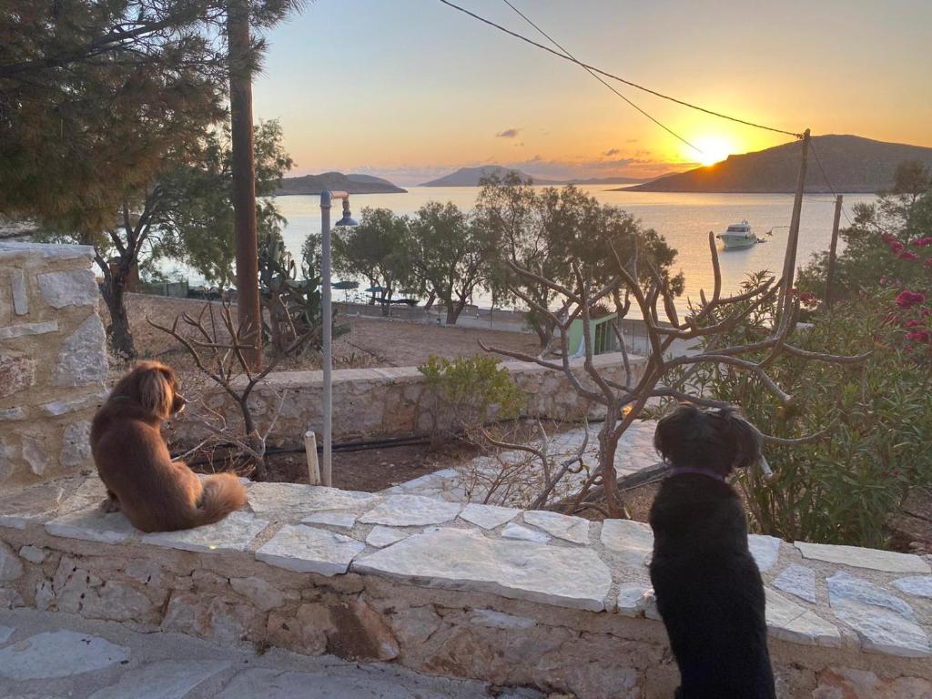 two dogs sitting on a stone wall watching the sunset at Villa Ftenagia in Halki