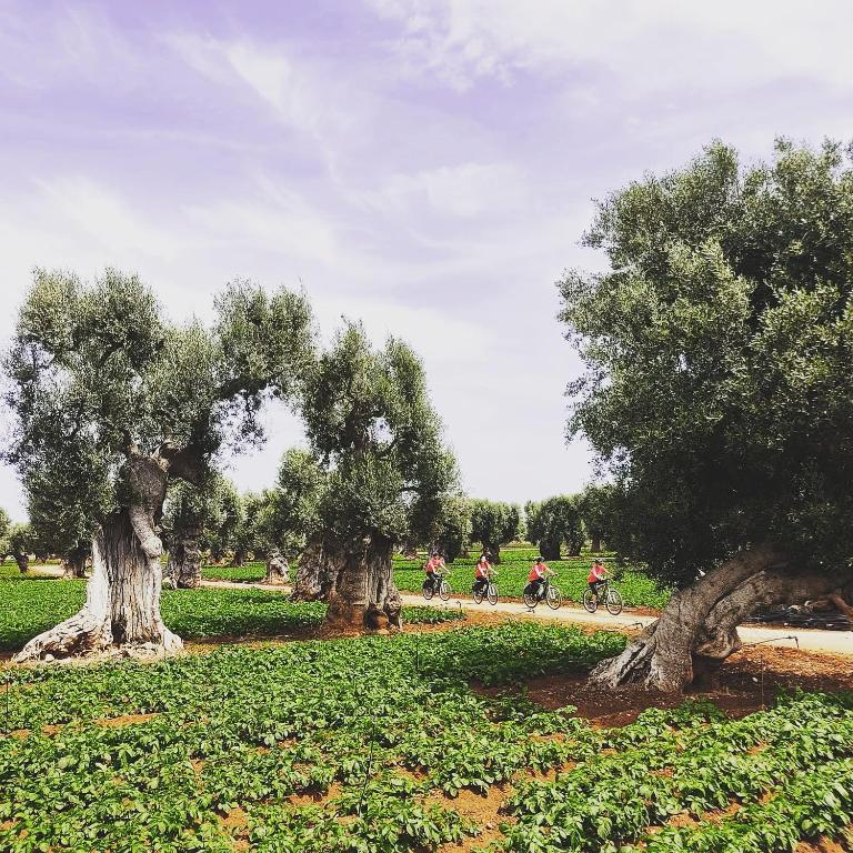 a group of people riding motorcycles down a road with trees at B&B DIMORA PALMIERI in Monopoli