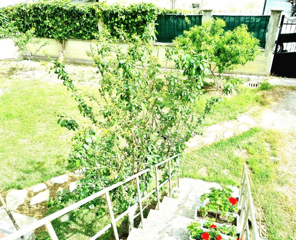 Zahrada ubytování Luckyshine hostel