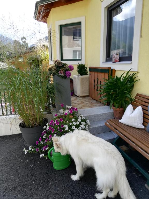 Domácí mazlíčci ubytovaní s hosty v ubytování Haus Ortsblick