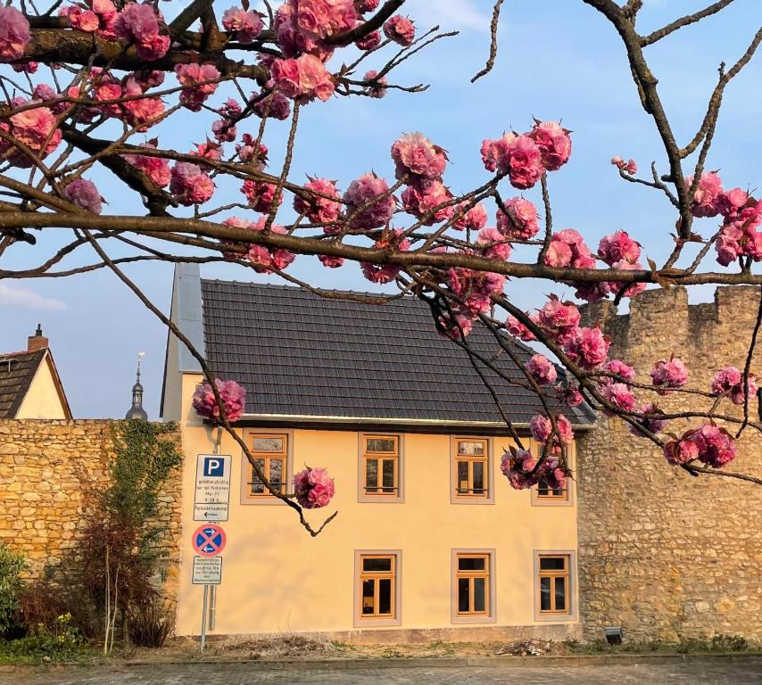 einen Magnolienbaum vor einem Schloss in der Unterkunft 1899 Eltville in Eltville